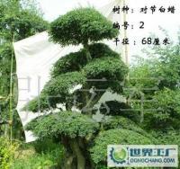 泰安千百卉园林 专业供应各类绿化苗木，打造绿色生态家园