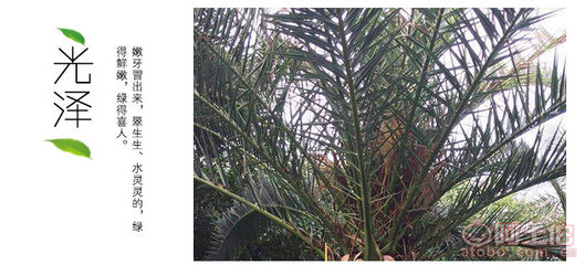 加拿大海枣 园林绿化中的优雅棕榈选择